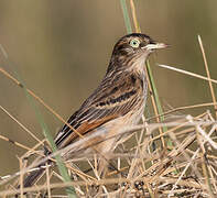 Spectacled Tyrant