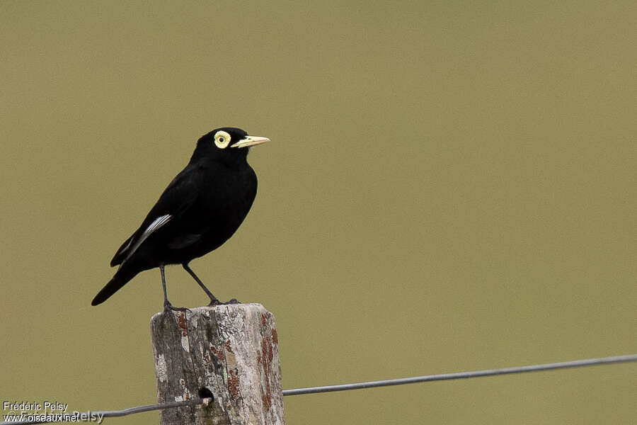 Spectacled Tyrant male adult, identification