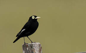 Spectacled Tyrant