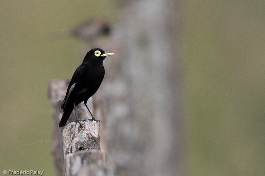 Spectacled Tyrant male adult