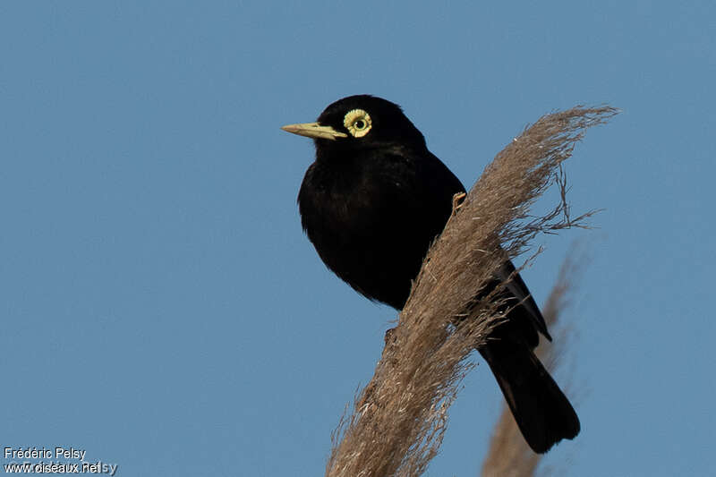 Spectacled Tyrant male adult, close-up portrait