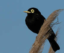 Spectacled Tyrant