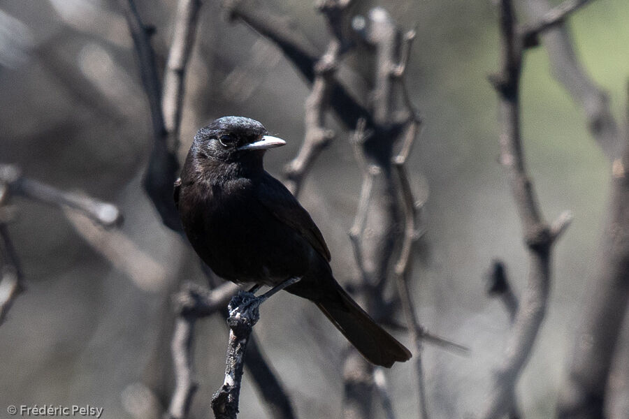 Hudson's Black Tyrant male