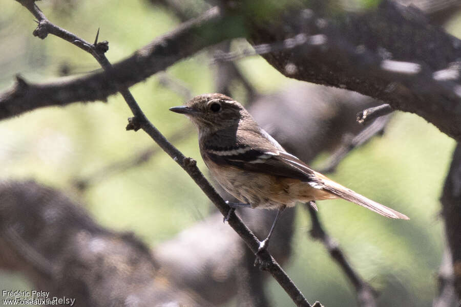 Hudson's Black Tyrant female adult, identification