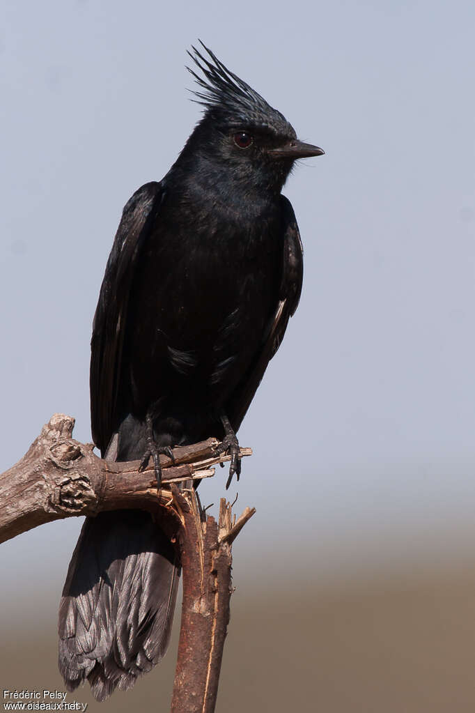 Crested Black Tyrantadult, identification