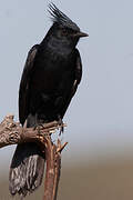 Crested Black Tyrant