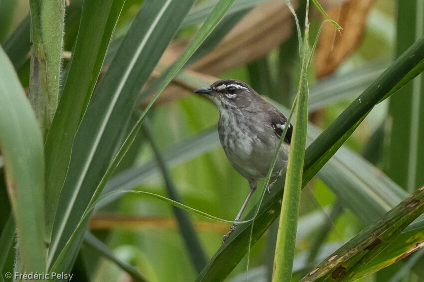 Brown-backed Scrub Robin