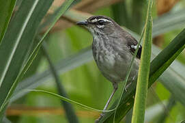 Brown-backed Scrub Robin