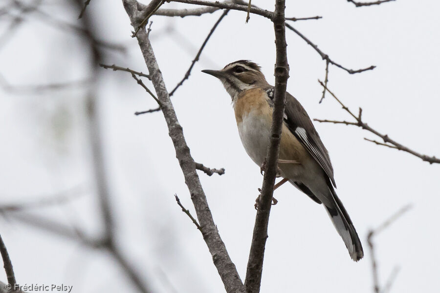 Bearded Scrub Robin