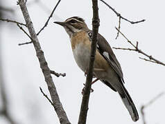 Bearded Scrub Robin