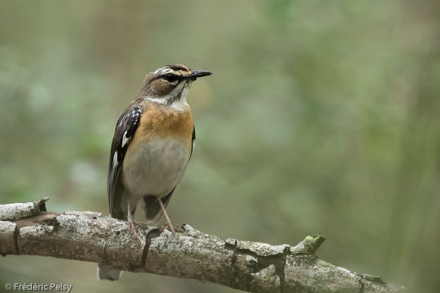 Bearded Scrub Robinadult