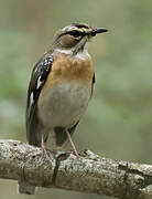 Bearded Scrub Robin