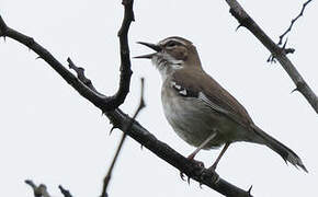 Brown Scrub Robin