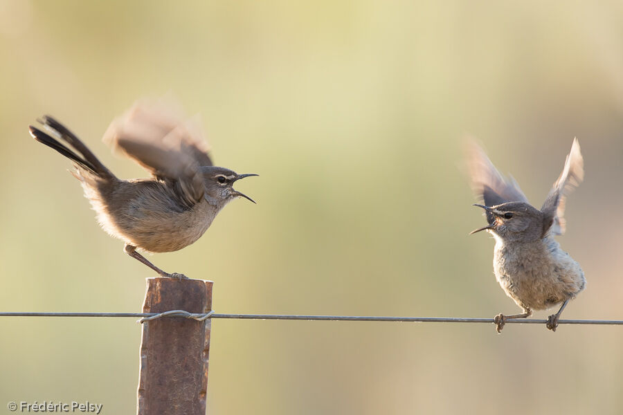 Karoo Scrub Robin