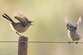 Karoo Scrub Robin