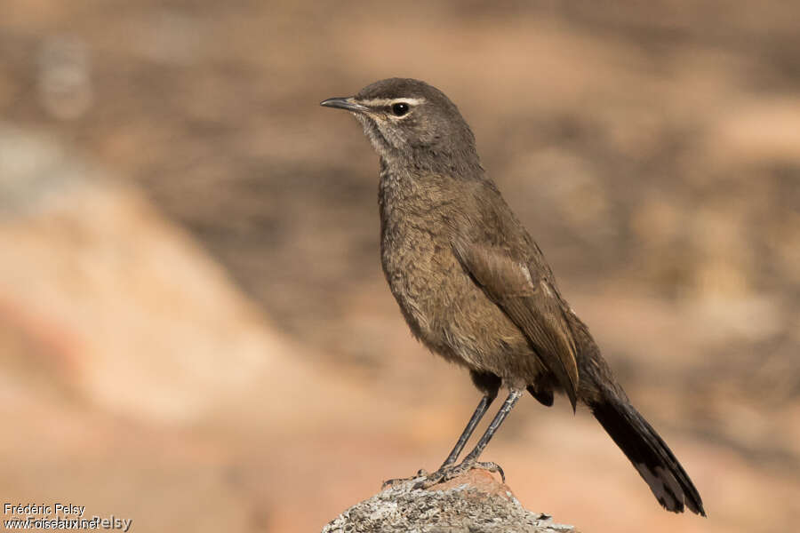 Karoo Scrub Robinadult, identification