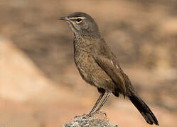 Karoo Scrub Robin