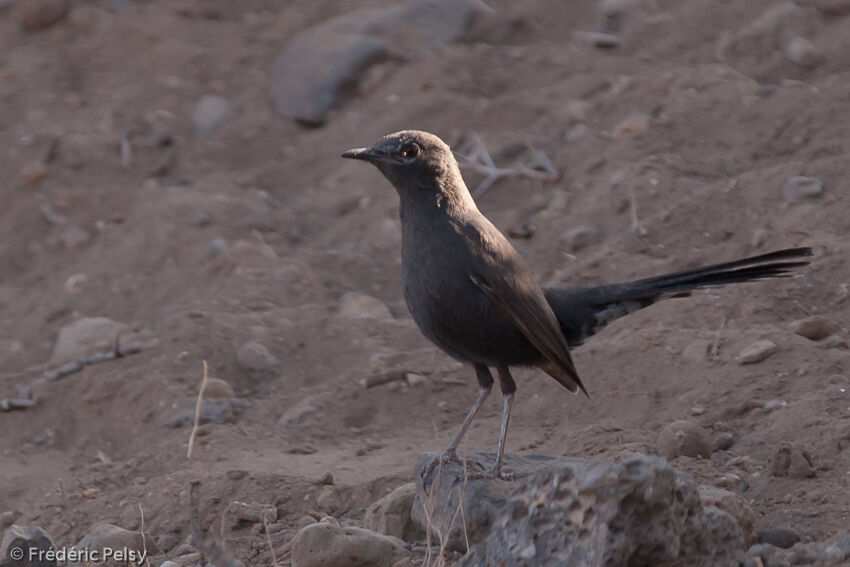 Black Scrub Robin