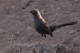 Black Scrub Robin