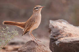 Rufous-tailed Scrub Robin