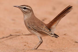 Rufous-tailed Scrub Robin