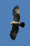 Rufous-bellied Eagle