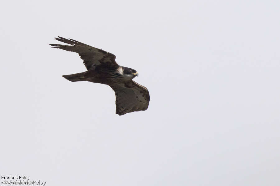 Aigle à ventre rouxadulte, Vol