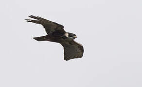 Rufous-bellied Eagle