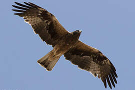 Booted Eagle