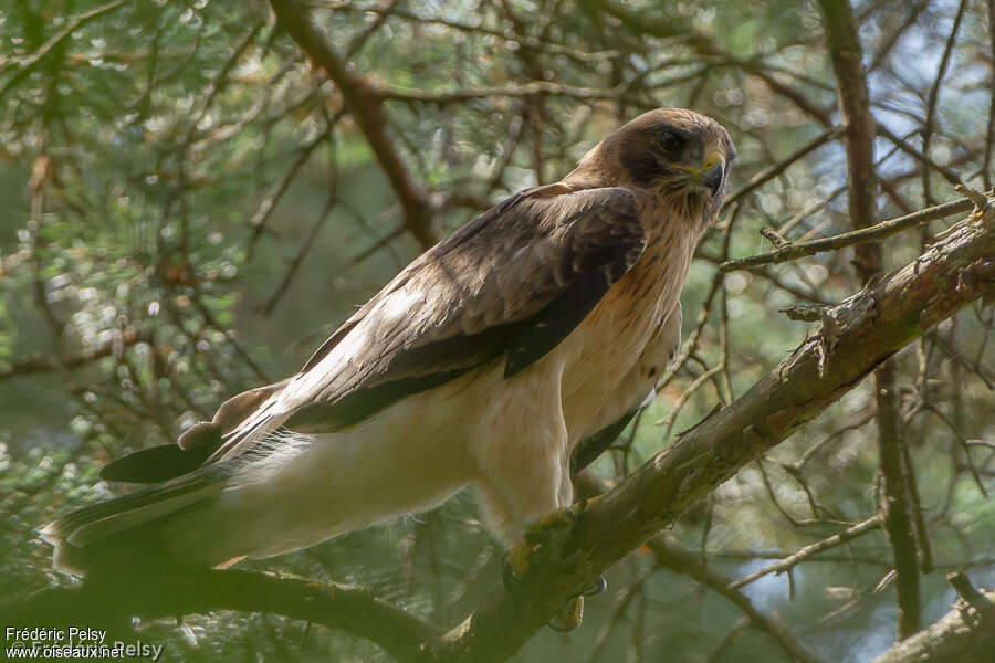 Booted Eaglejuvenile, identification