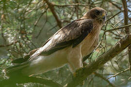 Booted Eagle