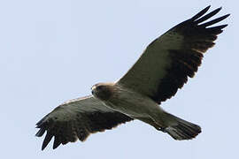 Booted Eagle