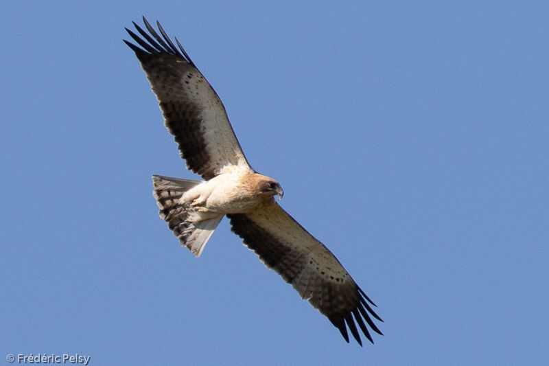Booted Eagle female adult, Flight