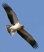 Booted Eagle