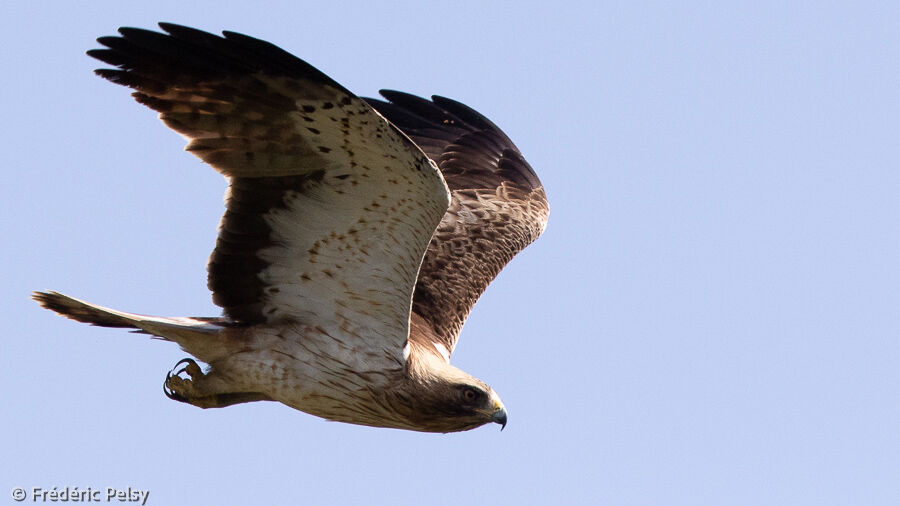 Booted Eagle female adult