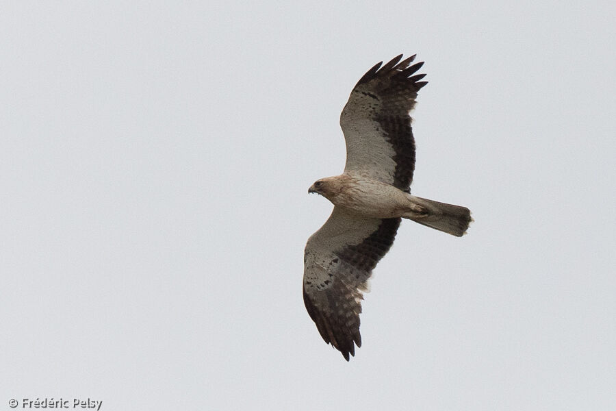 Booted Eagle