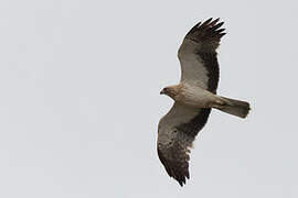 Booted Eagle