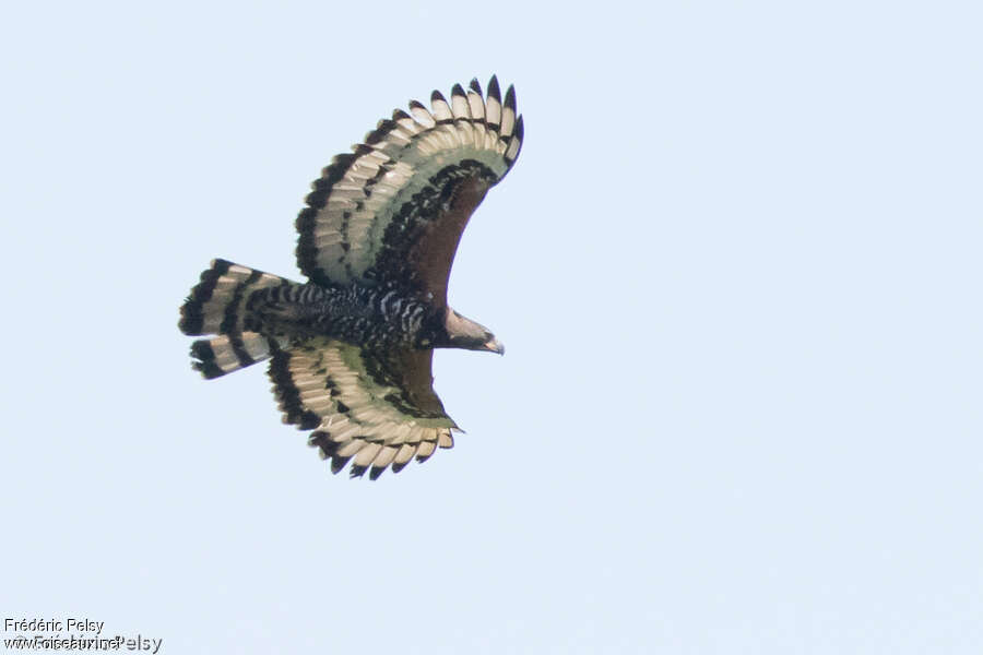 Aigle couronnéadulte, Comportement