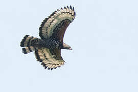 Crowned Eagle