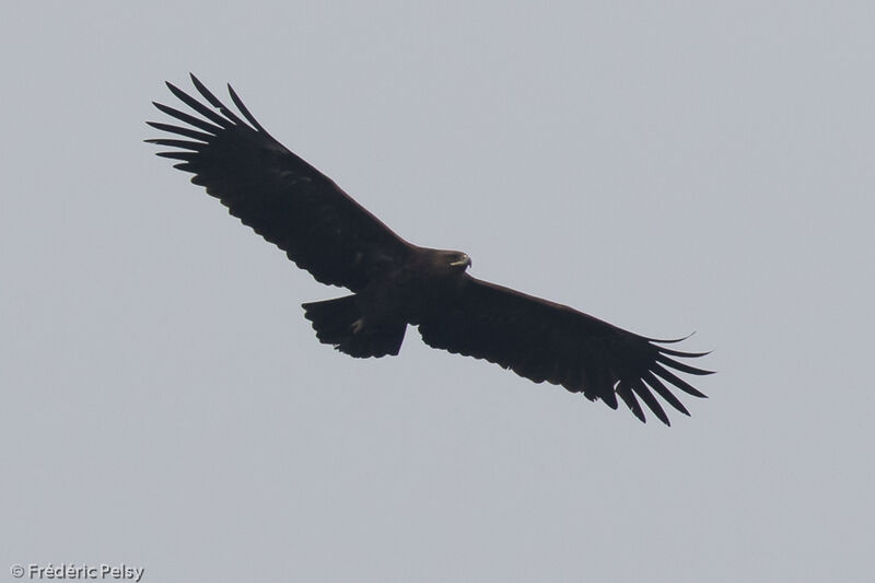 Greater Spotted Eagleadult, Flight