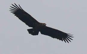 Greater Spotted Eagle