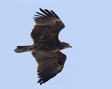 Greater Spotted Eagle