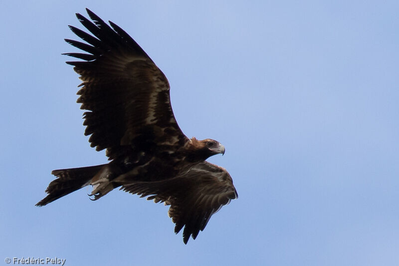 Wedge-tailed Eagle, Flight