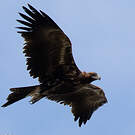 Aigle d'Australie