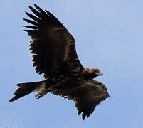 Wedge-tailed Eagle