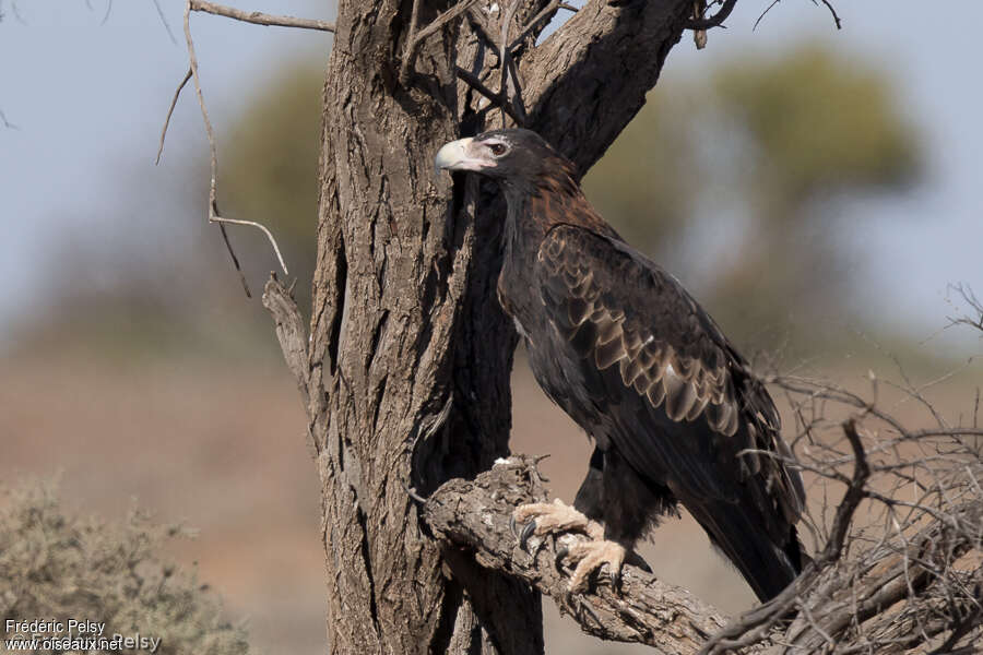 Wedge-tailed Eagleadult, pigmentation