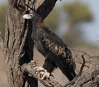 Wedge-tailed Eagle