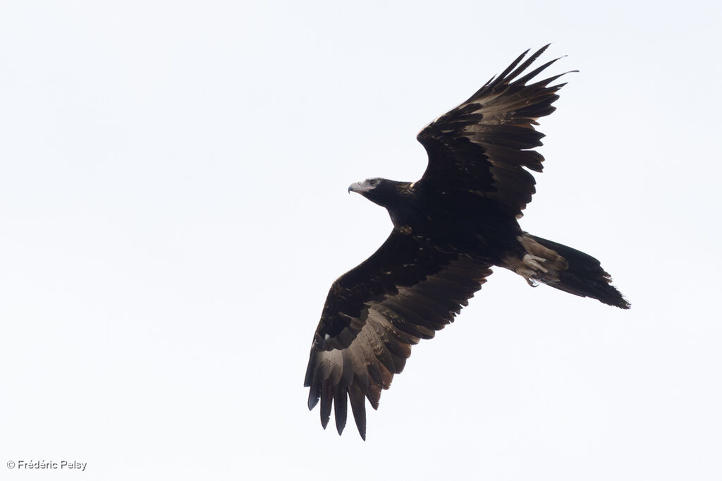 Aigle d'Australie, Vol