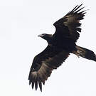 Aigle d'Australie