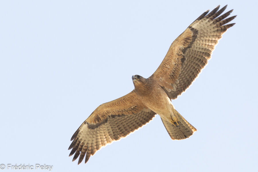 Bonelli's Eaglejuvenile, Flight